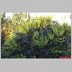 mahonia hybride 3.jpg